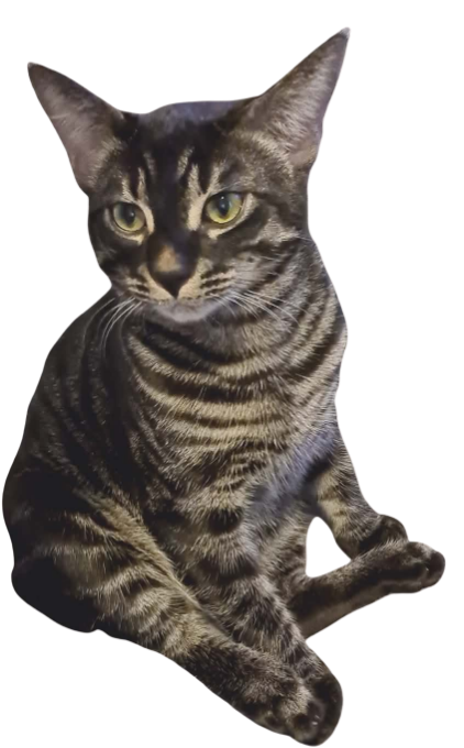 Pancake the cat