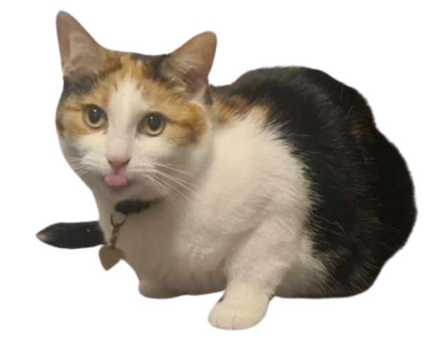 Peaches the cat