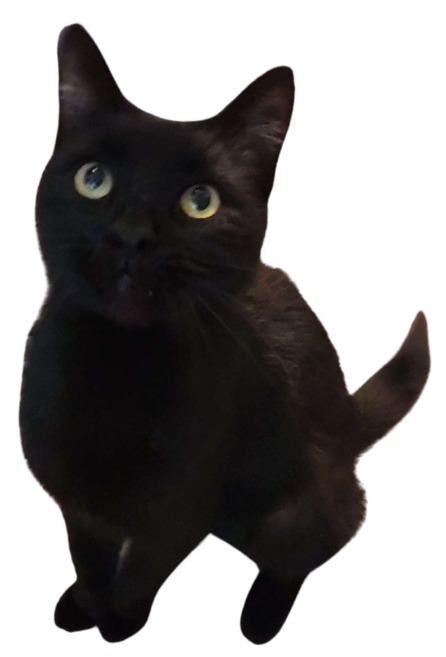 Snoop the cat