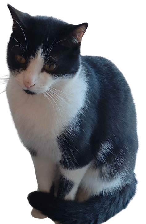 Socks the cat